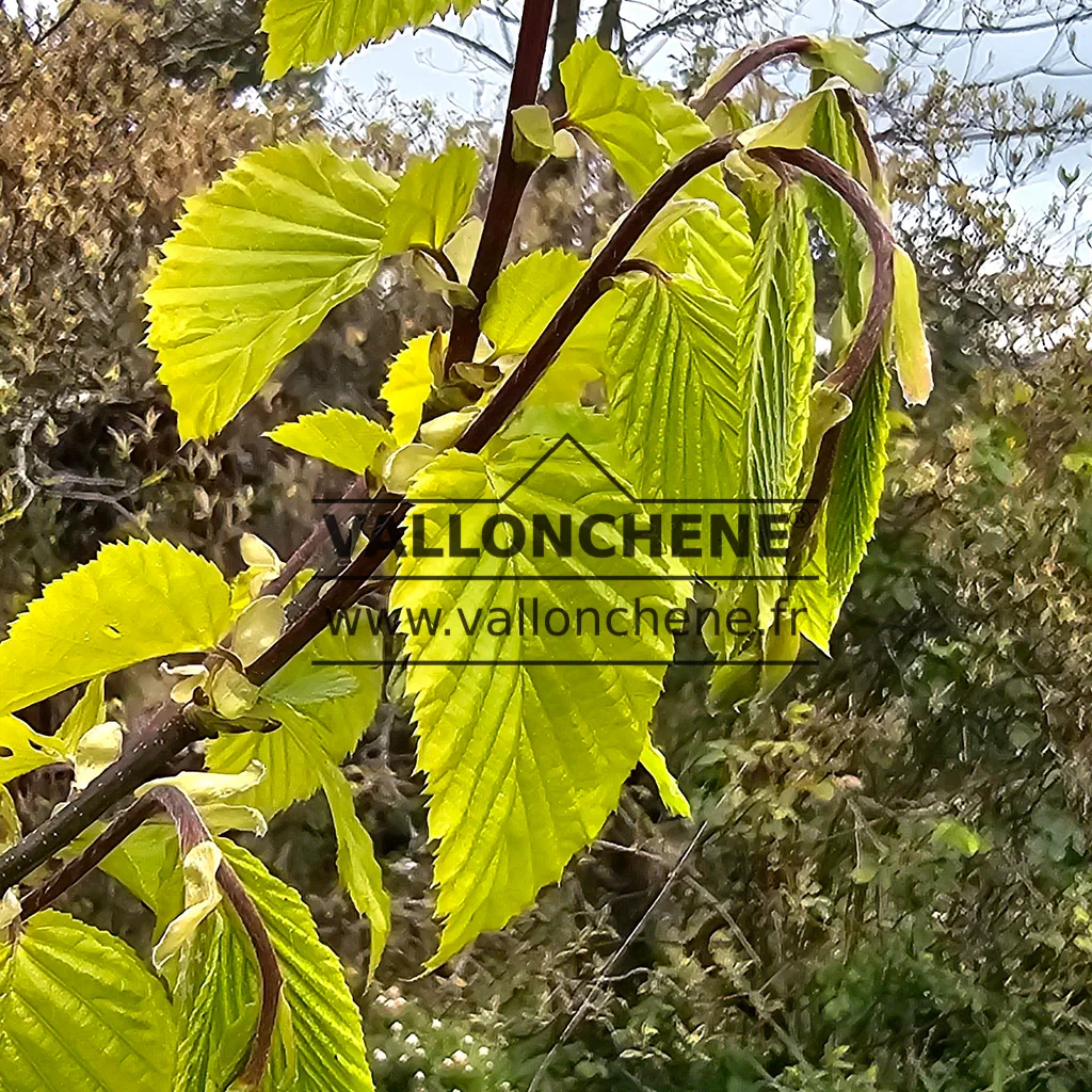 Feuillage jaune et jeune pousse du CARPINUS x betulus 'Williamson's Gold'