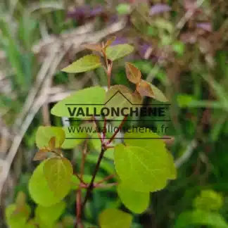 Sanfte grüne Blätter von CERCIDIPHYLLUM japonicum 'Peach' im Frühling