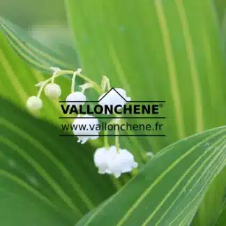 White bell-shaped flowers of CONVALLARIA majalis 'Albostriata'