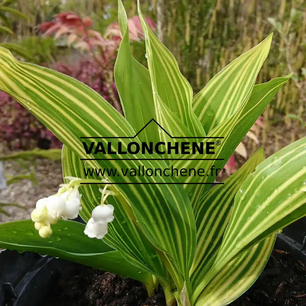 White flowers and green foliage streaked with yellow of CONVALLARIA majalis 'Albostriata'