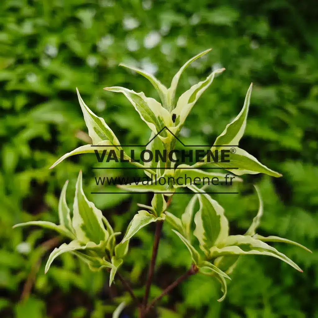 Green leaves edged with white of CORNUS kousa 'Samaritan' (Samzam)