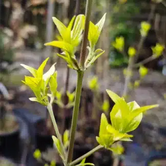 Yellow shoots of CORNUS mas 'Aurea'