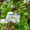 Pure white flowers and green leaves of EXOCHORDA x macrantha 'The Bride' Pure white flowers and green leaves of EXOCHORDA x macrantha 'The Bride'