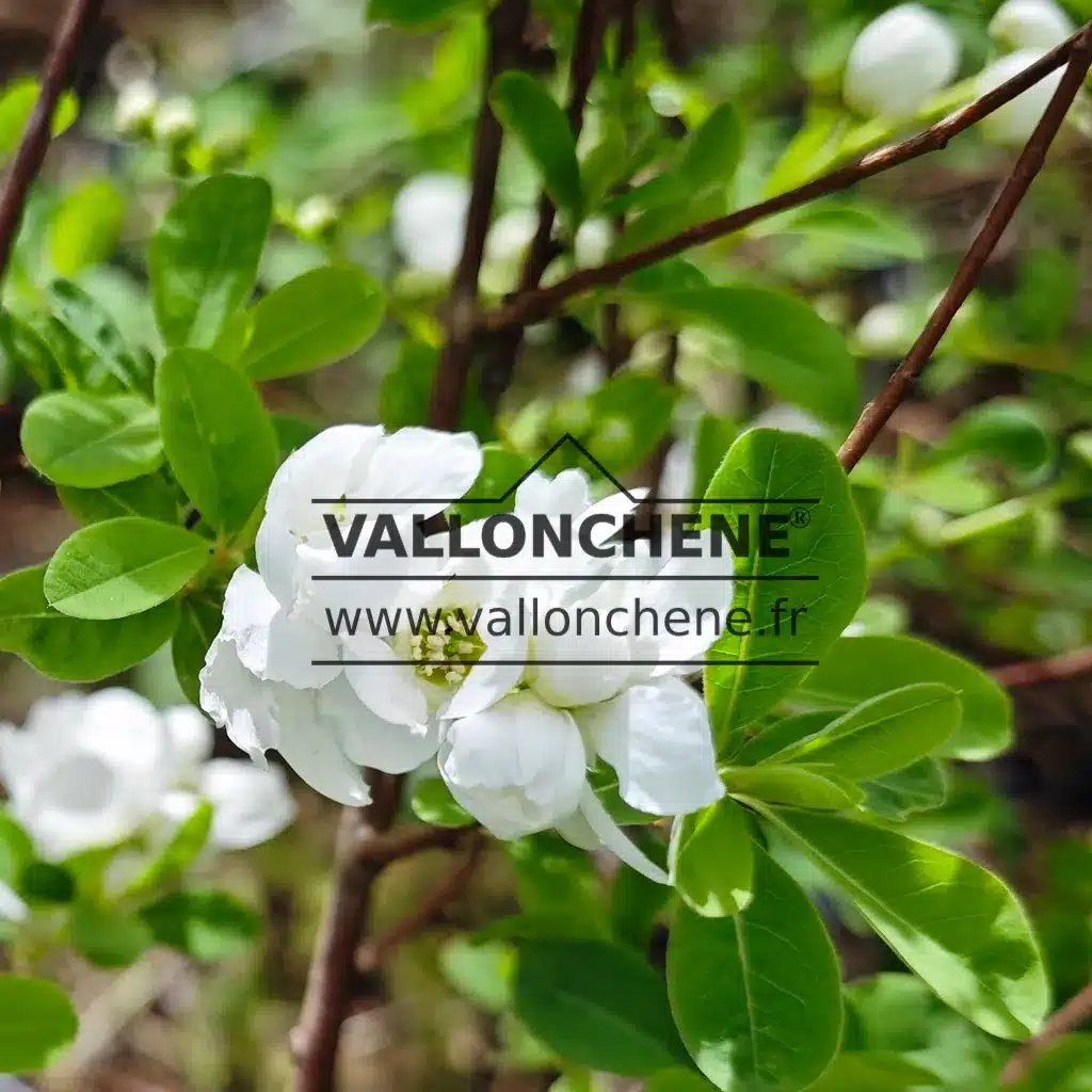 Fleurs d'un blanc pur et feuilles vertes de l'EXOCHORDA x macrantha 'The Bride'