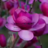 Gros plan sur la fleur ouverte d'un MAGNOLIA 'Black Tulip' toute ouverte Gros plan sur la fleur ouverte d'un MAGNOLIA 'Black Tulip' toute ouverte