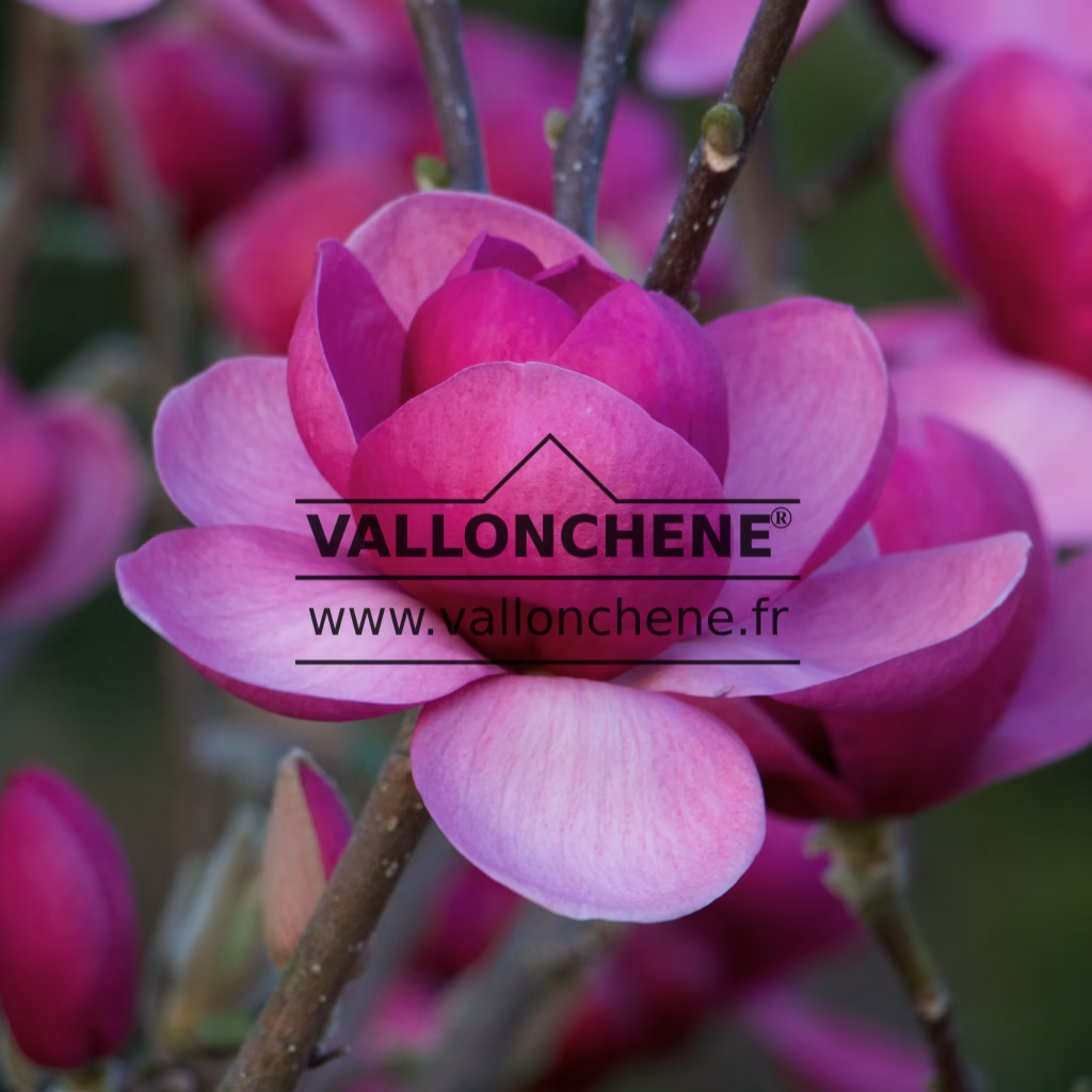 Gros plan sur la fleur ouverte d'un MAGNOLIA 'Black Tulip' toute ouverte