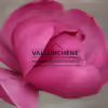 Fleurs du MAGNOLIA 'Black Tulip' en fin de floraison Fleurs du MAGNOLIA 'Black Tulip' en fin de floraison