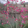 Le MAGNOLIA 'Black Tulip' dans le jardin de Vallonchêne en début de floraison Le MAGNOLIA 'Black Tulip' dans le jardin de Vallonchêne en début de floraison