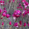 Multiples fleurs d'un rose profond du MAGNOLIA 'Black Tulip' lors de l'éclosion Multiples fleurs d'un rose profond du MAGNOLIA 'Black Tulip' lors de l'éclosion