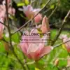Close-up of a pink flower of MAGNOLIA 'Coral Lake'