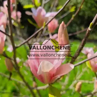 Close-up on the coral pink flowers of MAGNOLIA 'Coral Lake'