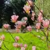 Pink flowers of MAGNOLIA 'Coral Lake' in the spring sun.