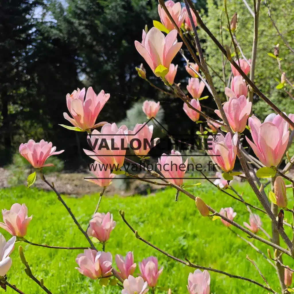 Coral pink flowers of MAGNOLIA 'Coral Lake' in the spring sunshine