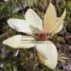 Fleur d'un MAGNOLIA x 'Sunsation' Fleur d'un MAGNOLIA x 'Sunsation'