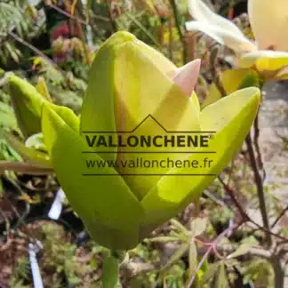 Bouton à fleur d'un MAGNOLIA x 'Sunsation' en train de s'ouvrir