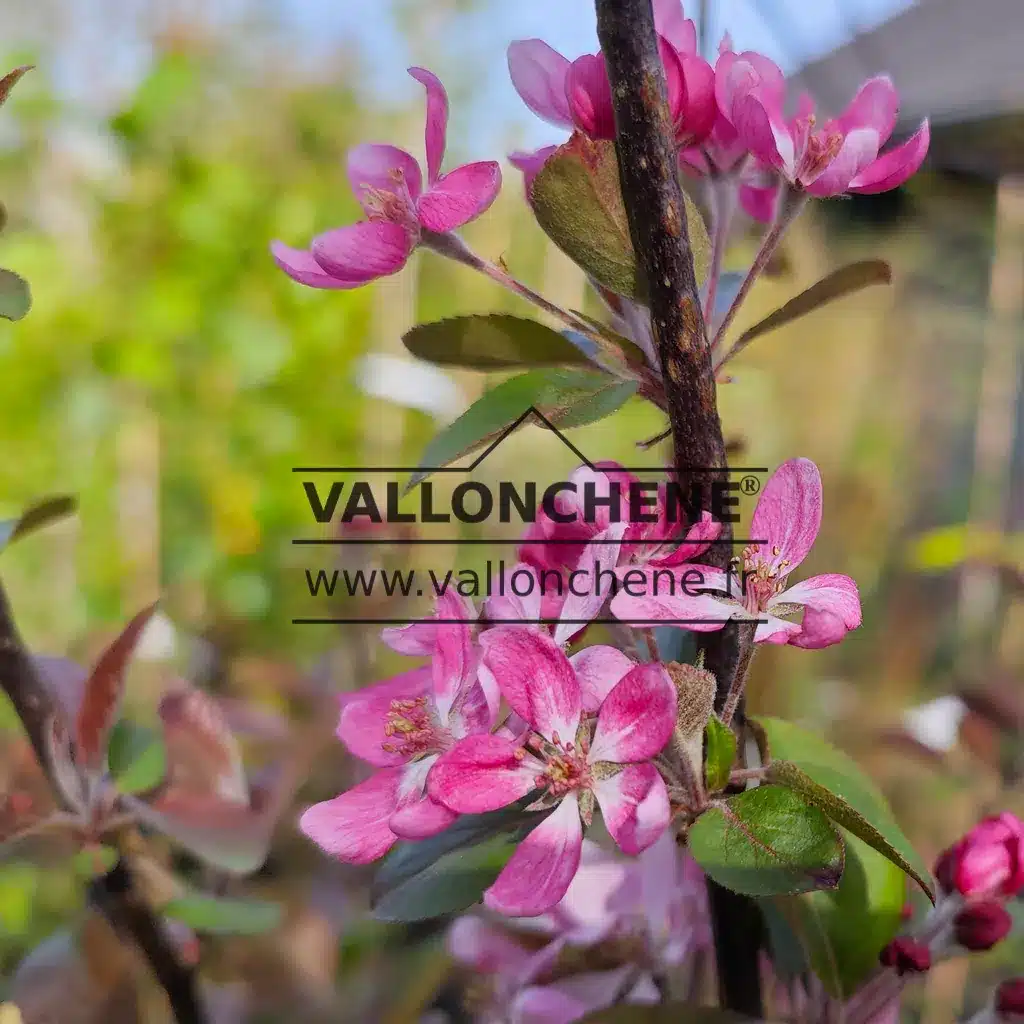 Dunkelrosa Blüten von MALUS 'Appletini'