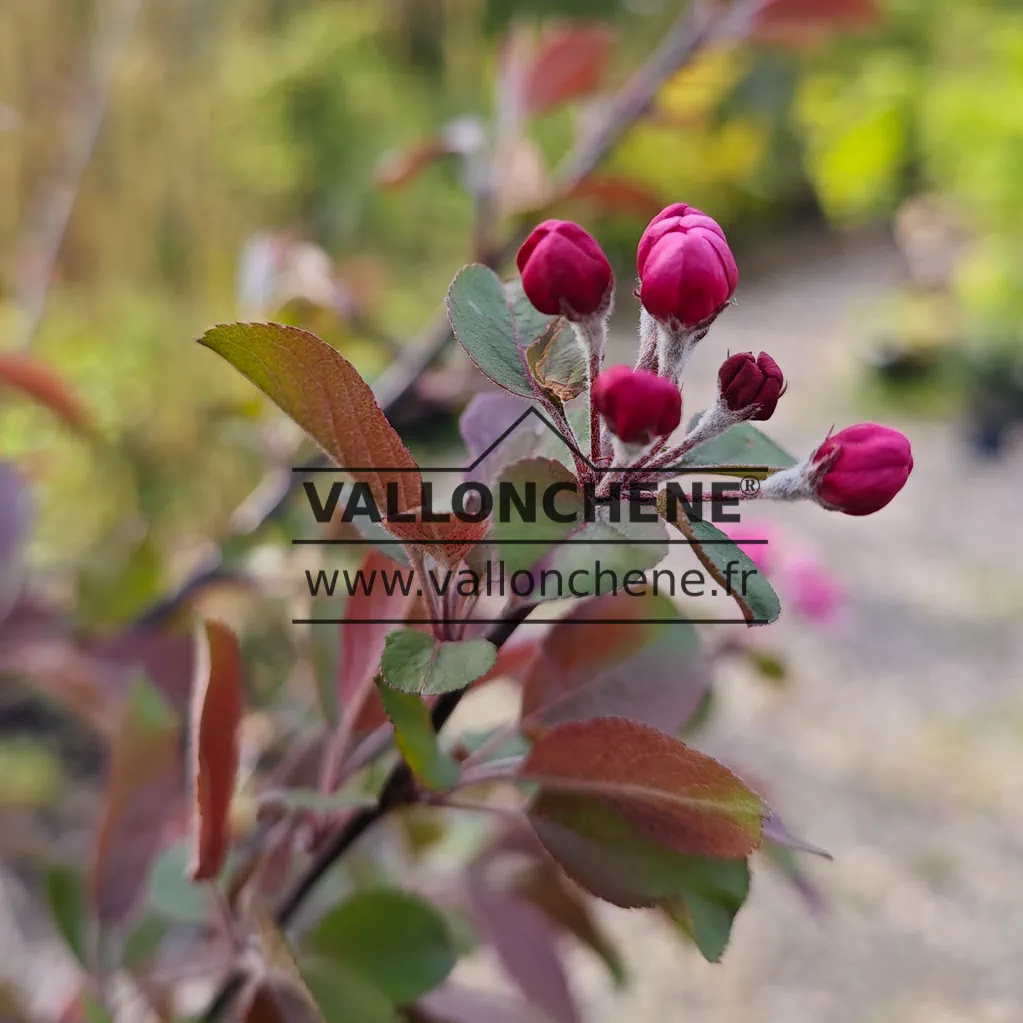 Red flower buds of MALUS 'Appletini'