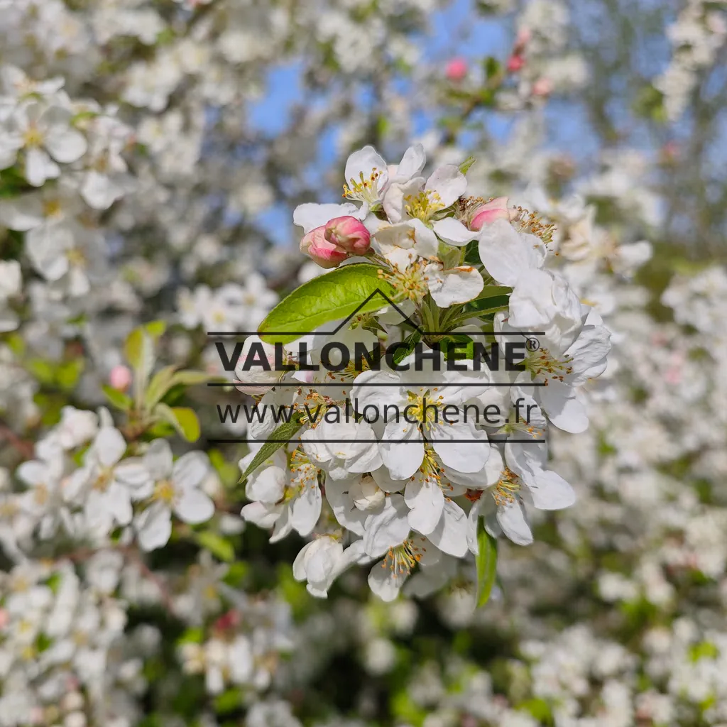 Gros plan sur les fleurs blanches du MALUS 'Everest'