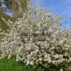 A MALUS 'Everest' in full flower in spring