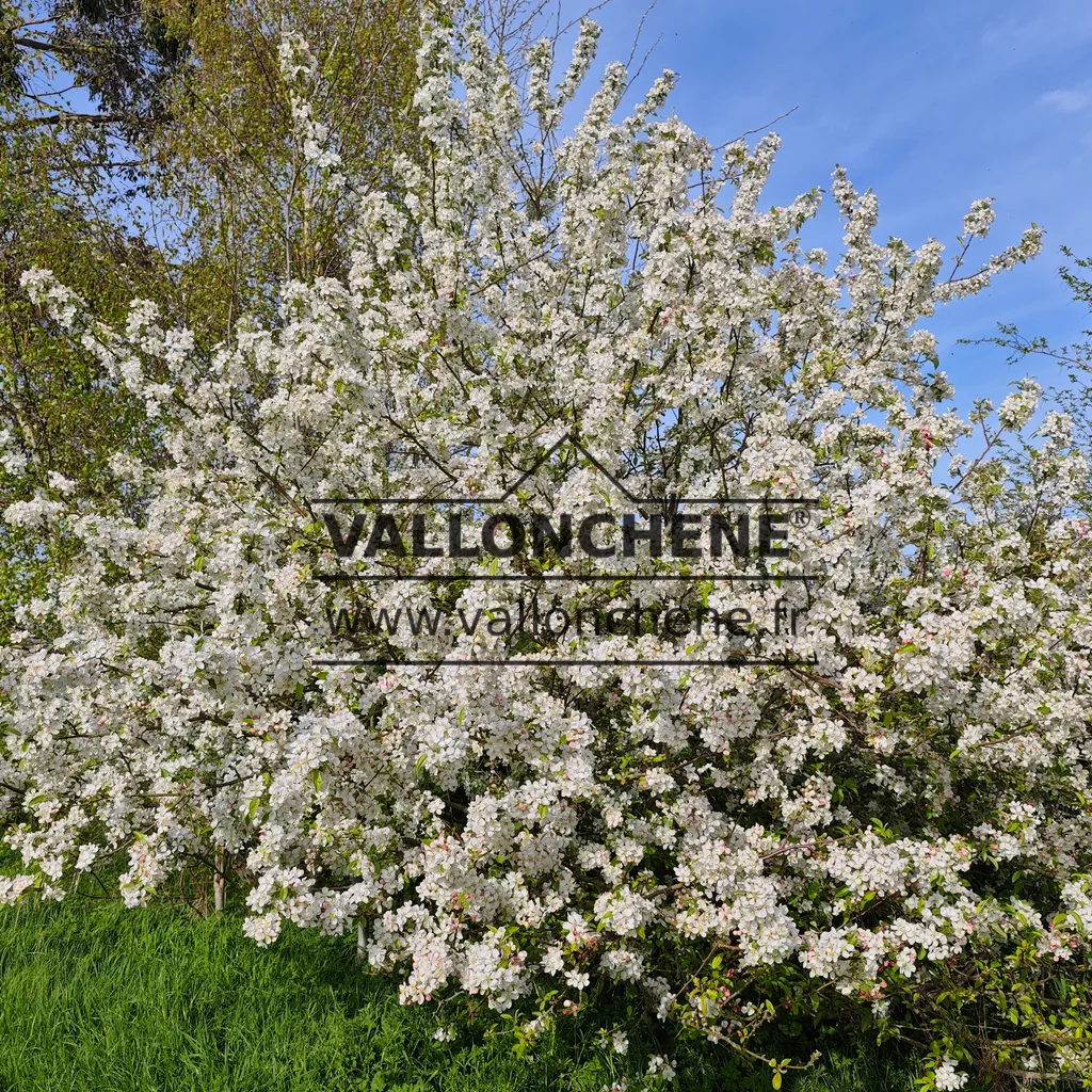 Ein MALUS 'Everest' in voller Blüte im Frühling