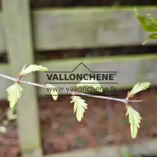 Pousses blanches du METASEQUOIA glyptostroboides 'Snow Flurries'