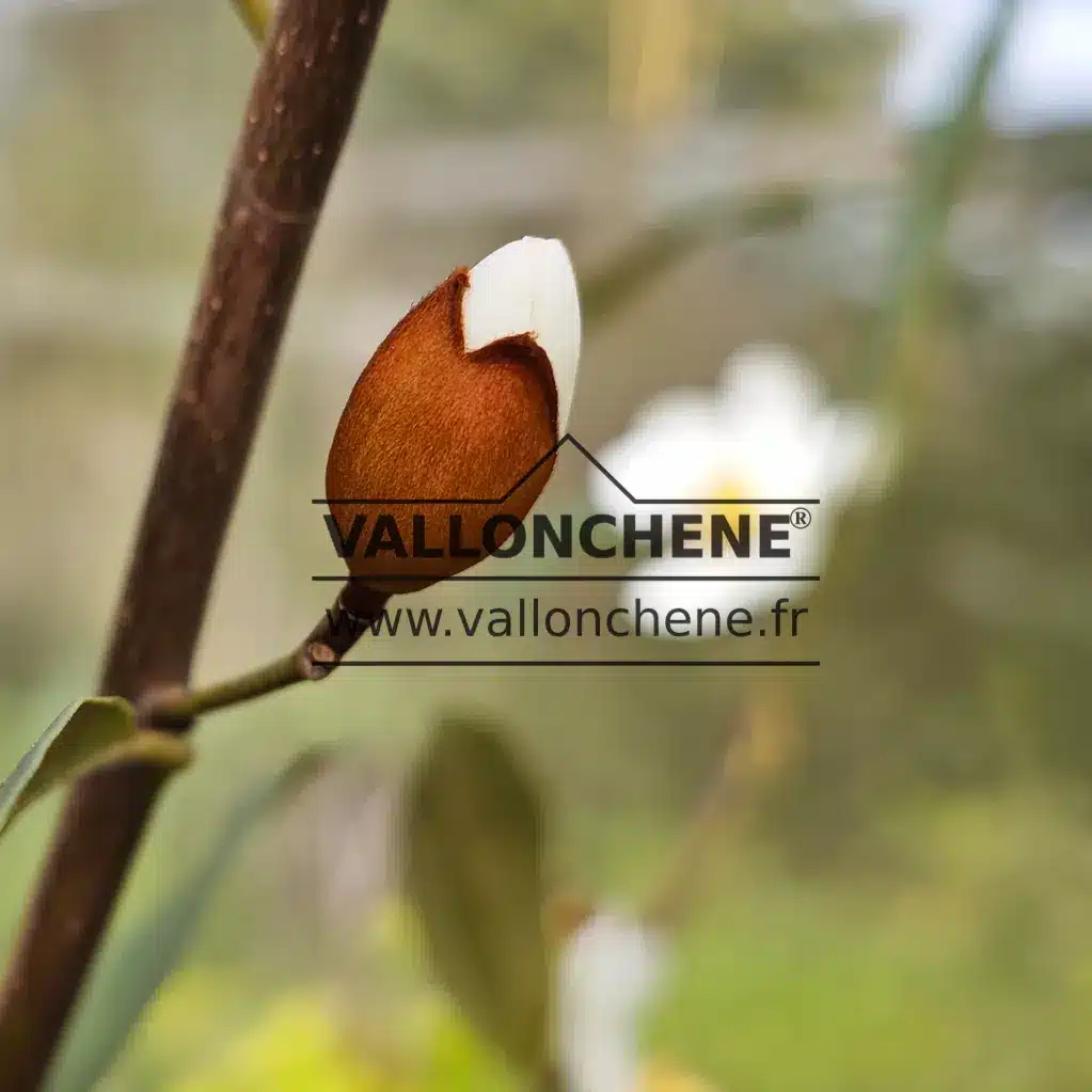 Copper-colored flower bud of MICHELIA yunnanensis