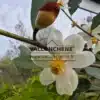 Weiße Blüte mit gelbem Herzen von MICHELIA yunnanensis