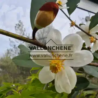 Weiße Blüte mit gelbem Herzen von MICHELIA yunnanensis