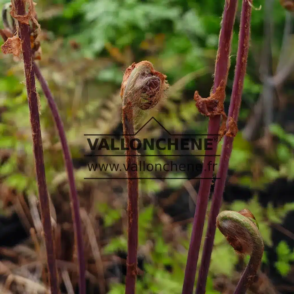 OSMUNDA regalis bevor sich das Blatt bildet