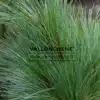 Blaugrüne Nadeln von PINUS schwerinii 'Wiethorst' Blaugrüne Nadeln von PINUS schwerinii 'Wiethorst'