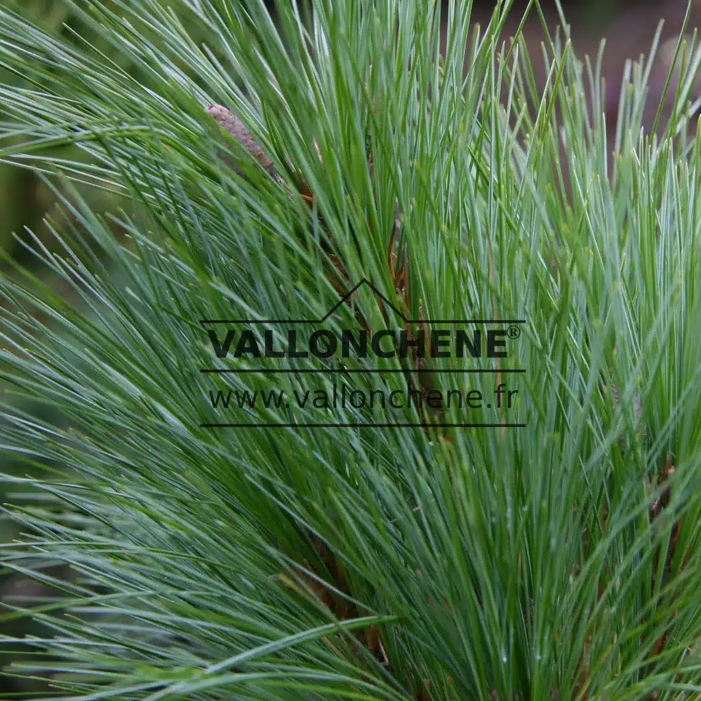 Blue-green needles of PINUS schwerinii 'Wiethorst'