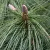 Zapfen von PINUS schwerinii 'Wiethorst' ganz am Anfang ihrer Entwicklung Zapfen von PINUS schwerinii 'Wiethorst' ganz am Anfang ihrer Entwicklung