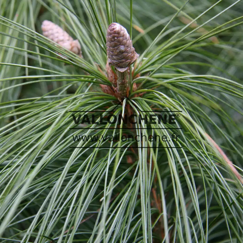 Zapfen von PINUS schwerinii 'Wiethorst' ganz am Anfang ihrer Entwicklung