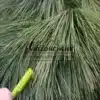 Feine und sehr dichte Nadeln von PINUS schwerinii 'Wiethorst' im Vergleich mit einem Kugelschreiber Feine und sehr dichte Nadeln von PINUS schwerinii 'Wiethorst' im Vergleich mit einem Kugelschreiber