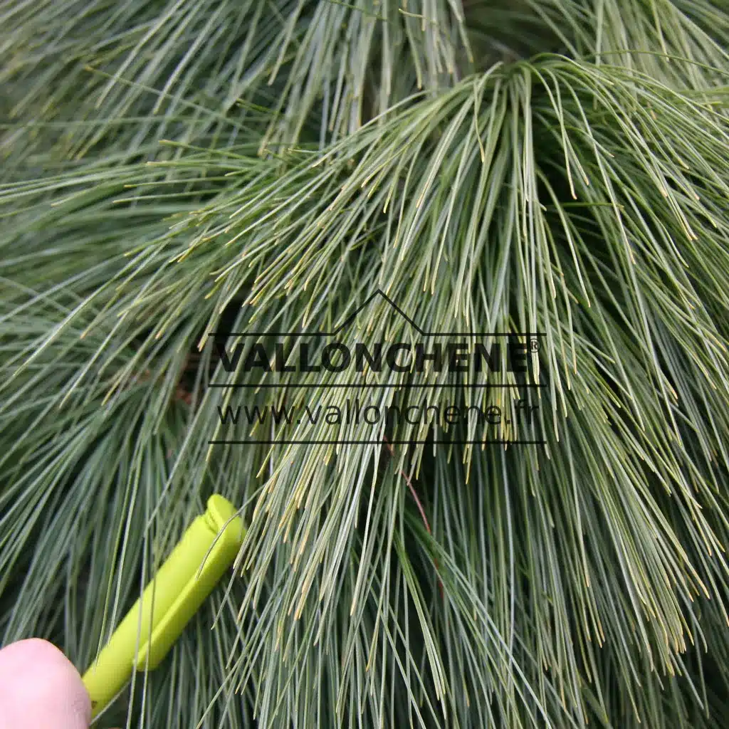 Fine and very dense needles of PINUS schwerinii 'Wiethorst' in comparison with a ballpoint pen