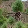 Beeindruckende offene Zapfen von PINUS schwerinii 'Wiethorst' Beeindruckende offene Zapfen von PINUS schwerinii 'Wiethorst'
