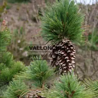 Beeindruckende offene Zapfen von PINUS schwerinii 'Wiethorst'