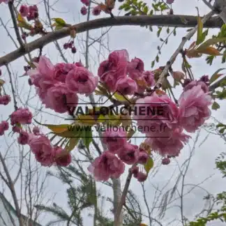 Double pink flowers of PRUNUS 'Kiku-shidare-zakura'