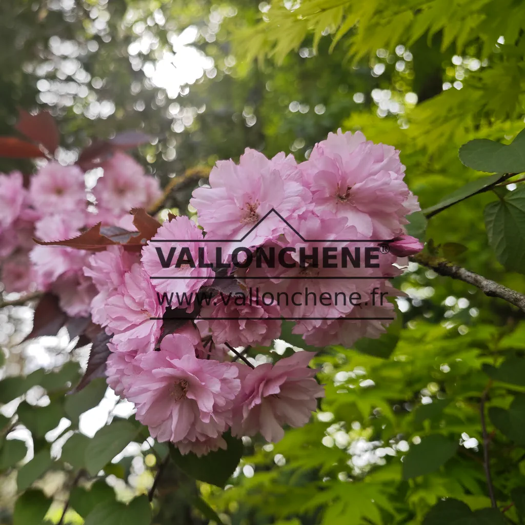 Close-up of the flowers of PRUNUS serrulata 'Royal Burgundy'