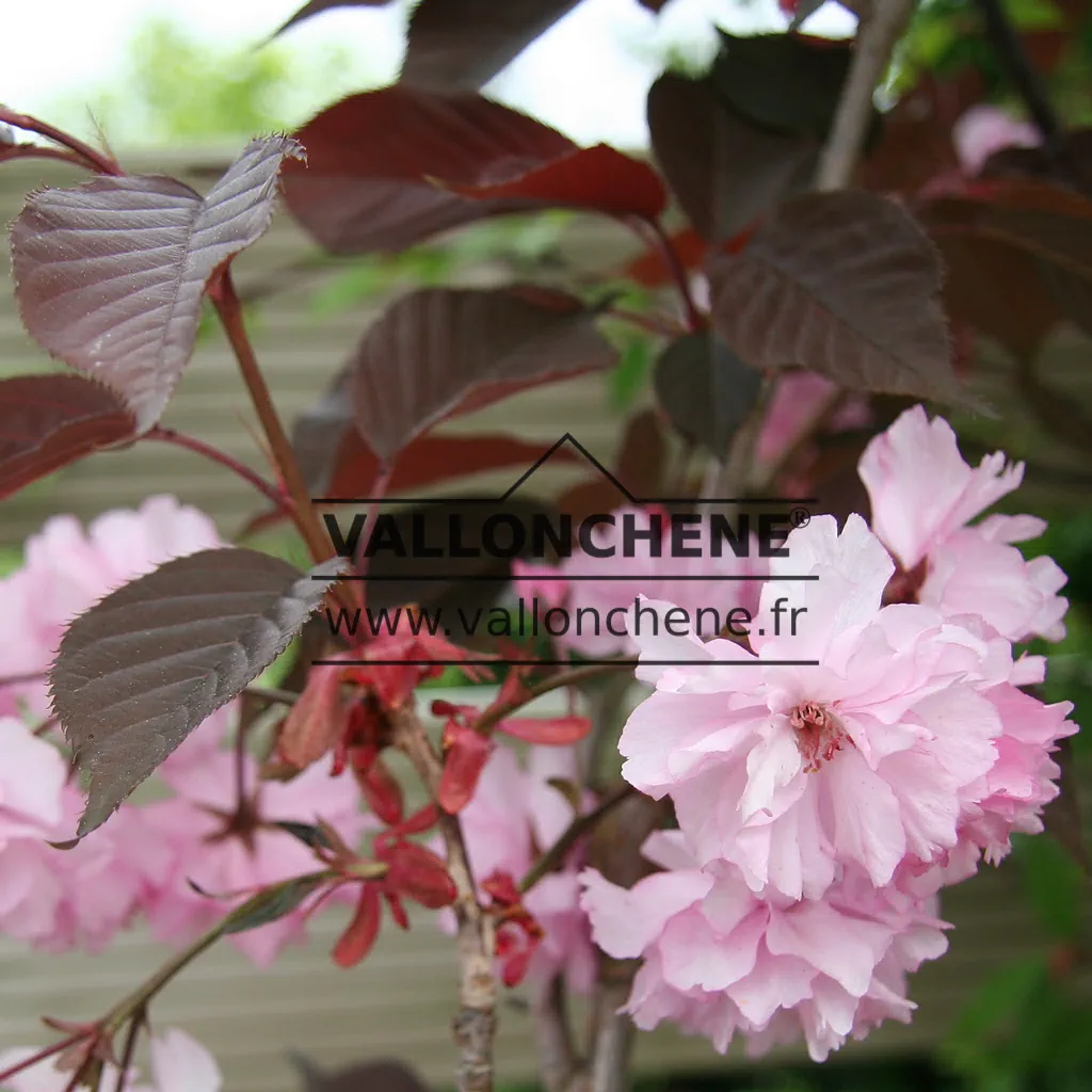 Pink flowers and dark red foliage of PRUNUS serrulata 'Royal Burgundy'