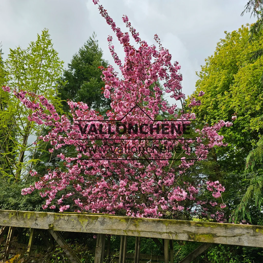 Vue sur un PRUNUS serrulata 'Royal Burgundy' de 17 ans