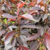 Follaje de PRUNUS serrulata 'Royal Burgundy' de color rojo burdeos
