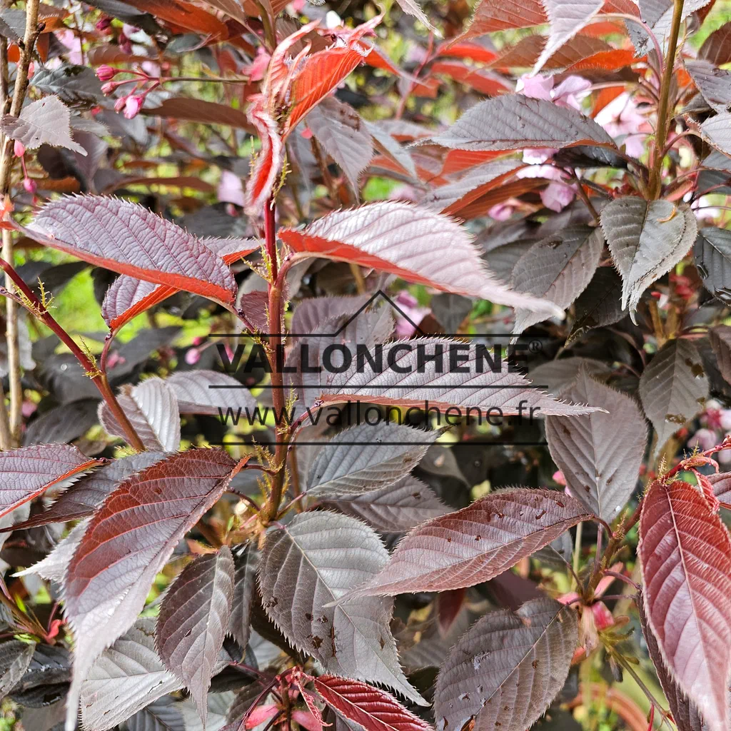 Foliage of PRUNUS serrulata 'Royal Burgundy' of a burgundy red color