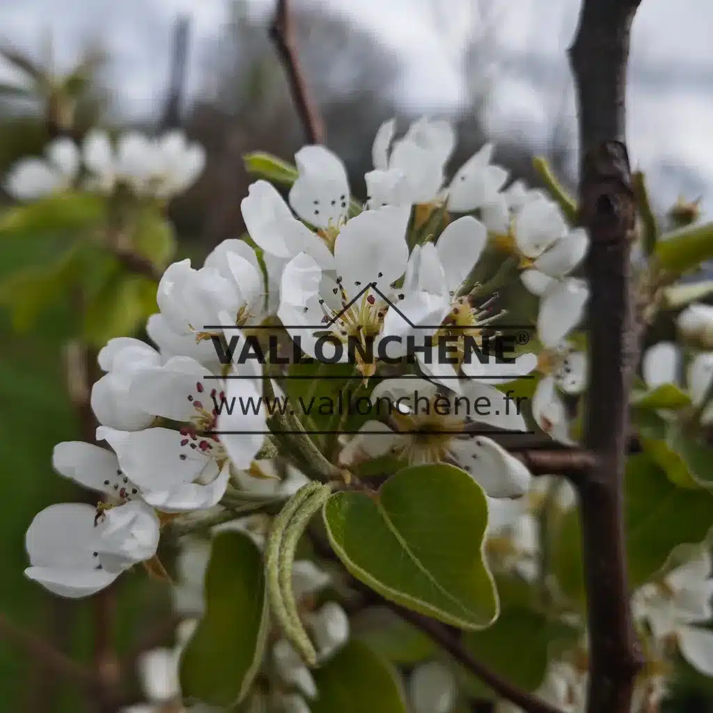 PYRUS communis ‘Beurré Hardy’