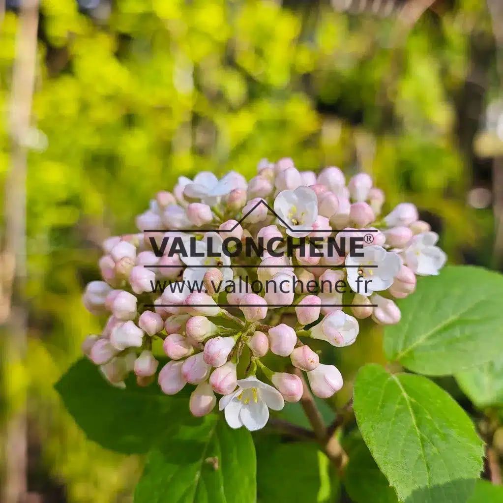 Pink flower buds of VIBURNUM carlcephalum