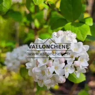 White scented flowers of VIBURNUM calcephalum im Frühling