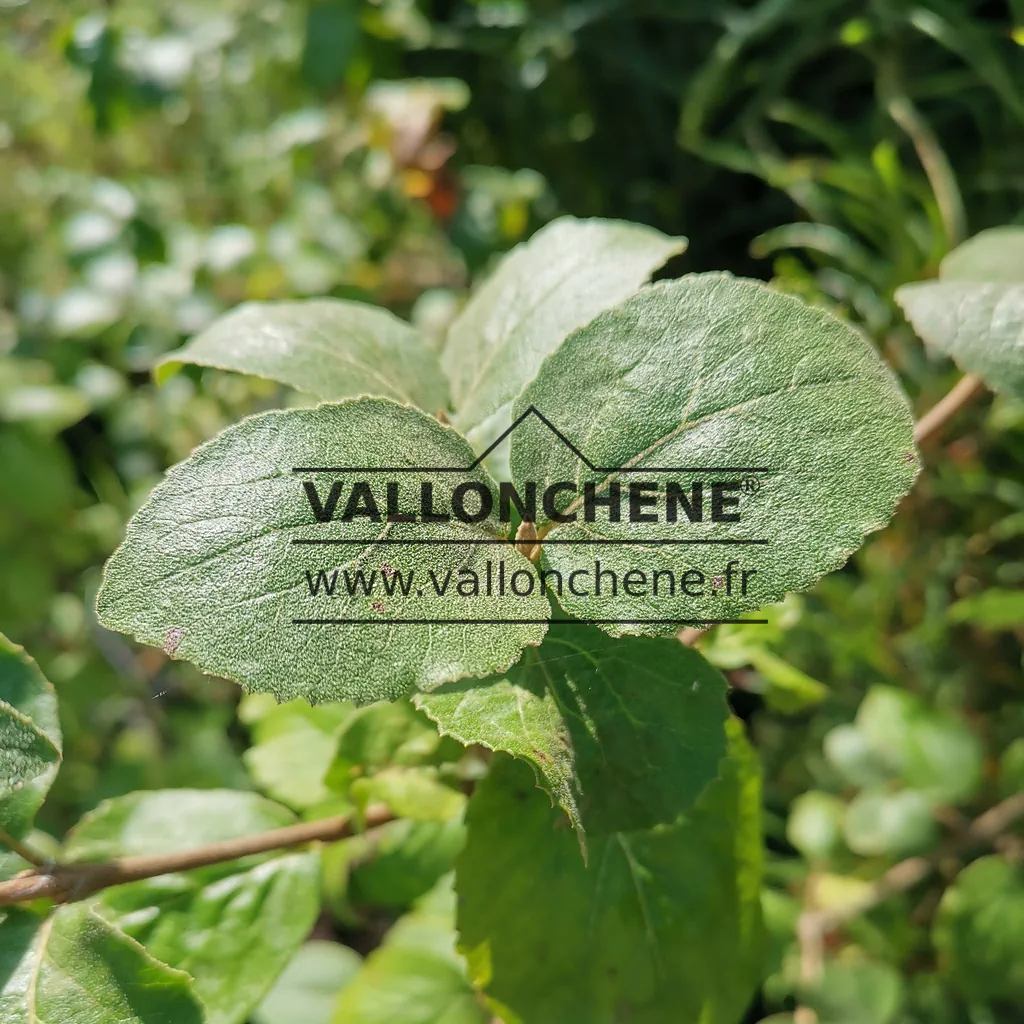 Green foliage of VIBURNUM calcephalum