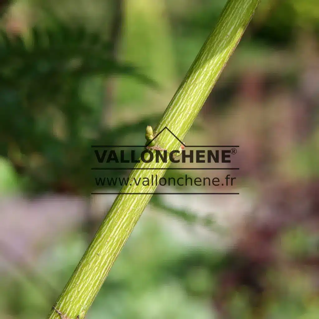 Écorce verte et nervurée de l'ACER cappadocicum 'Aureum'