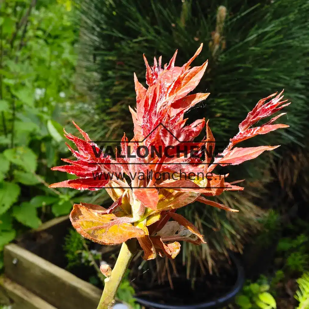 Gros plan sur une pousse printanière de l'AILANTHUS altissima 'Purple Dragon'