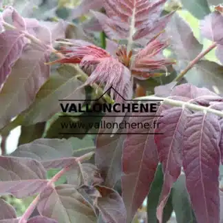 Fully unfolded purple foliage of AILANTHUS altissima 'Purple Dragon'